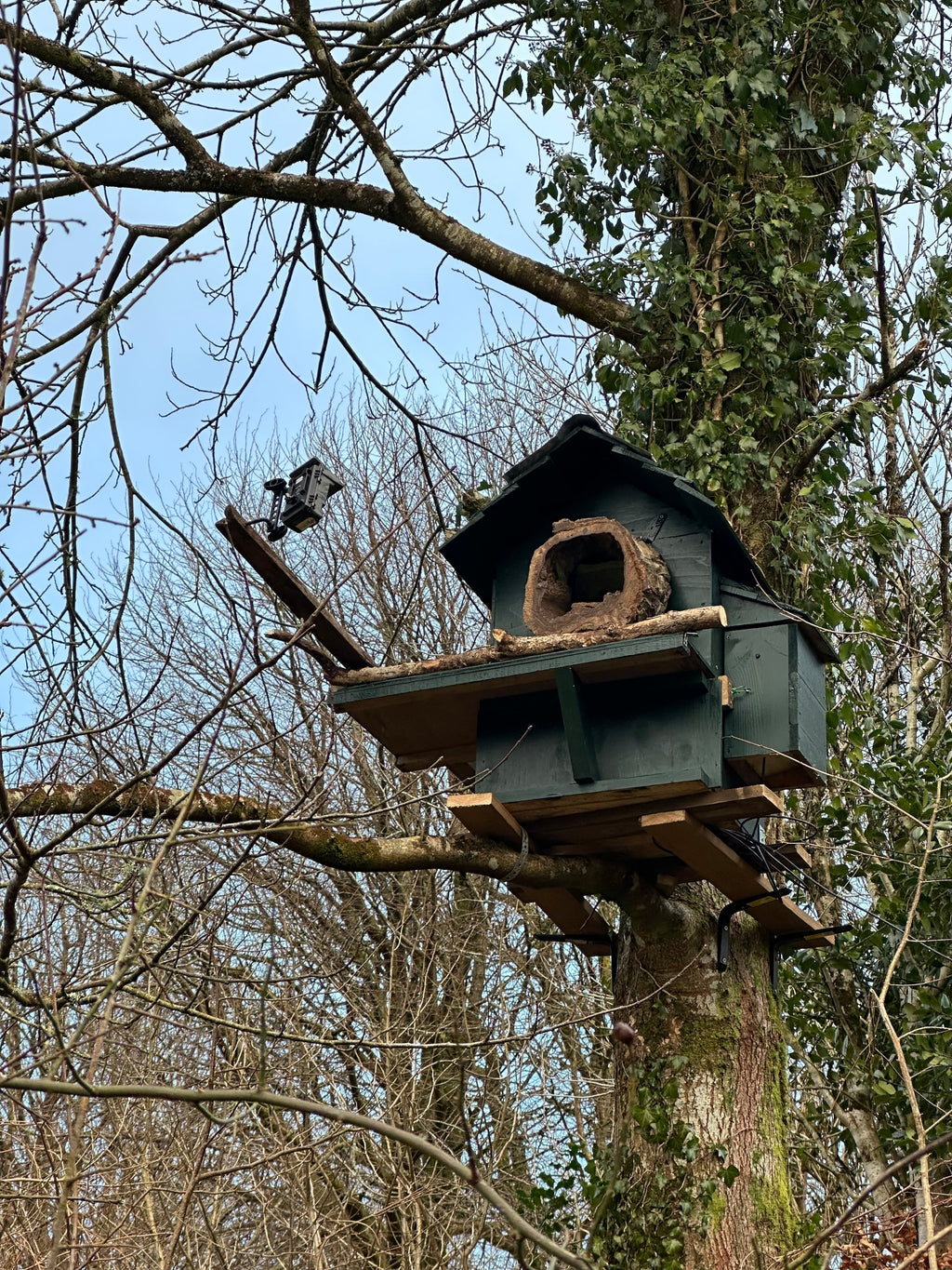 How To Build A Nest Box For Birds | Protek