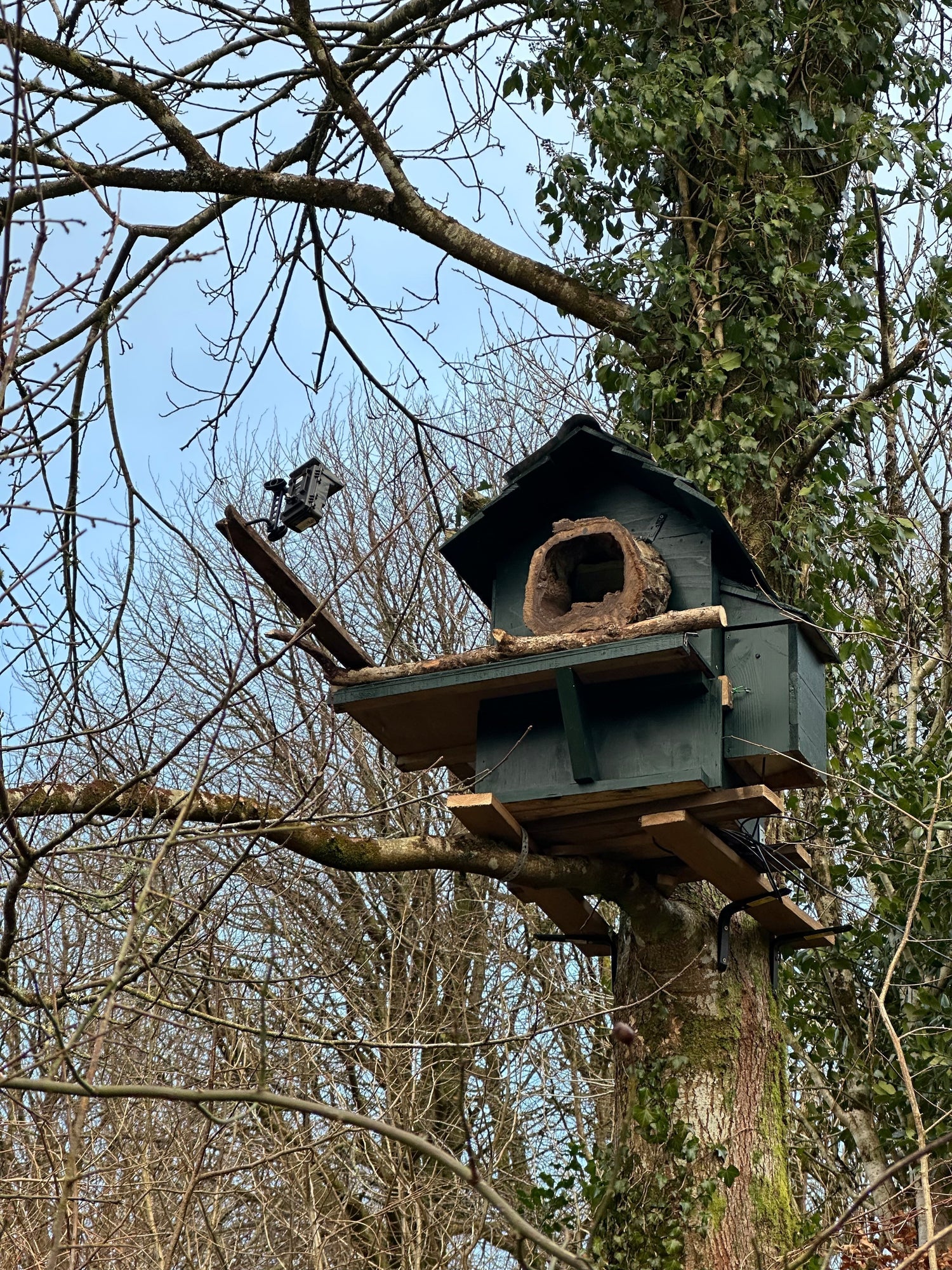 How to Build a Nest Box For Birds