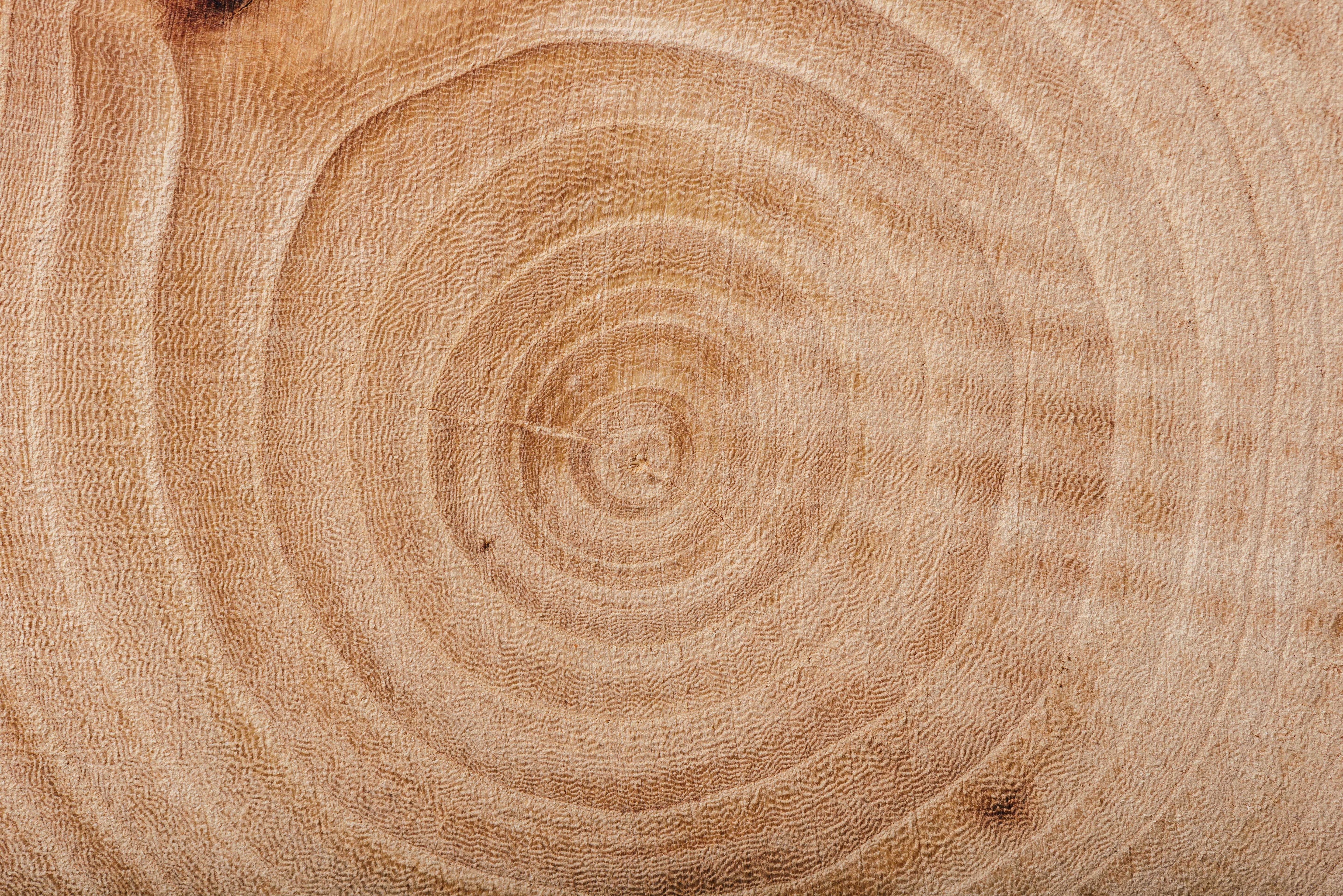 Close-up of a tree trunk with concentric rings